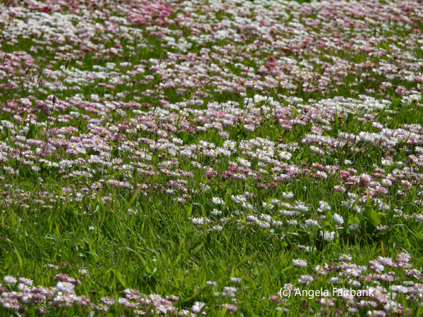 daisies