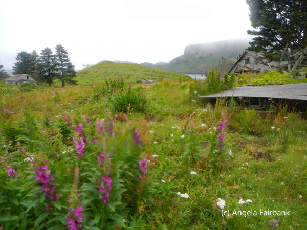buildings and fireweed