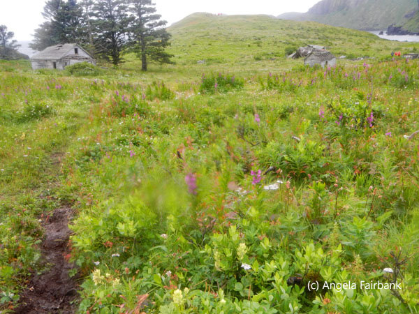 scene of mostly wild flowers