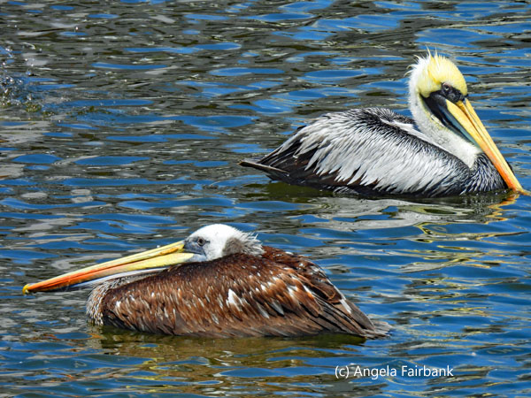 Peruvian pelicans