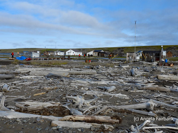 beach with driftwood