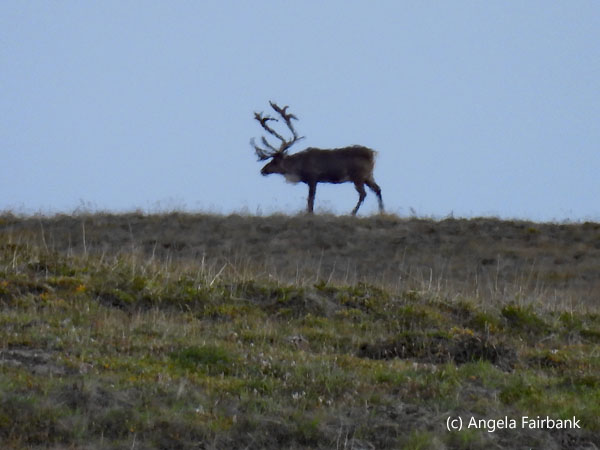 male caribou on hill