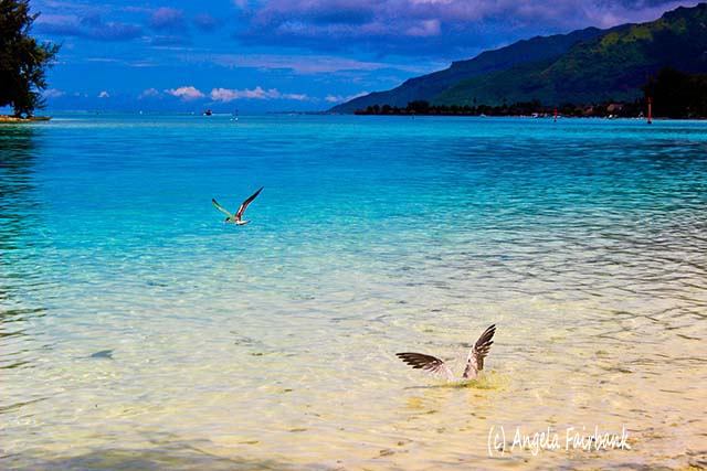 Diving terns Moorea, French Polynesia, copyright Angela Fairbank